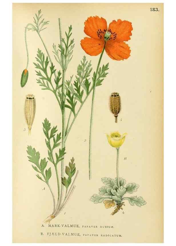 Reproducción/Reproduction 49157724486: Billeder af Nordens flora,. København,G.E.C. Gad,1901-1903 [i.e. 1907]. 