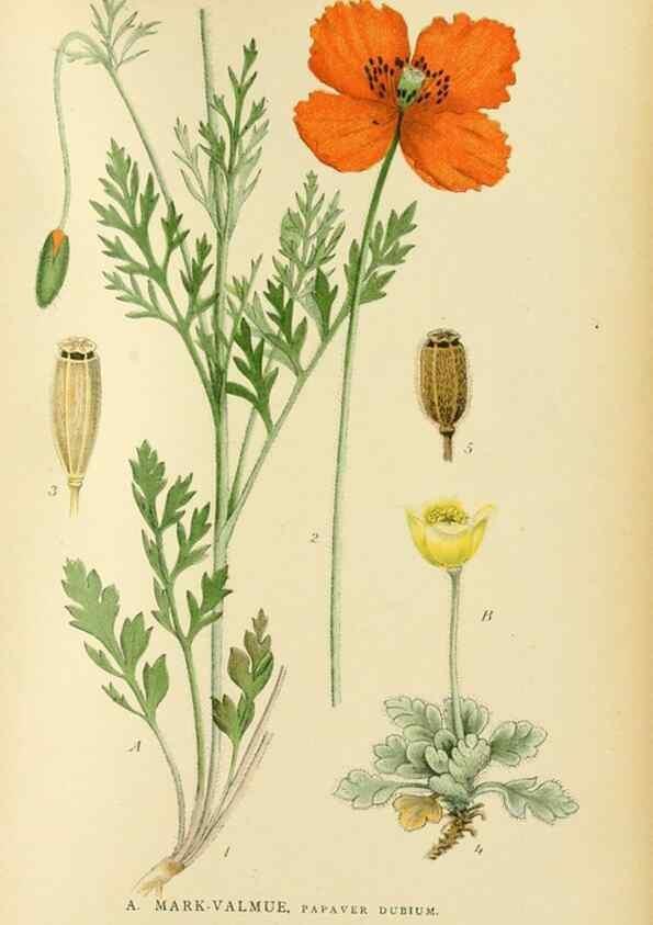Reproducción/Reproduction 49157724486: Billeder af Nordens flora,. København,G.E.C. Gad,1901-1903 [i.e. 1907]. 