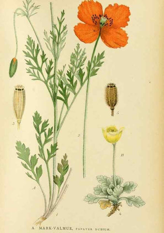 Reproducción/Reproduction 49157724486: Billeder af Nordens flora,. København,G.E.C. Gad,1901-1903 [i.e. 1907]. 
