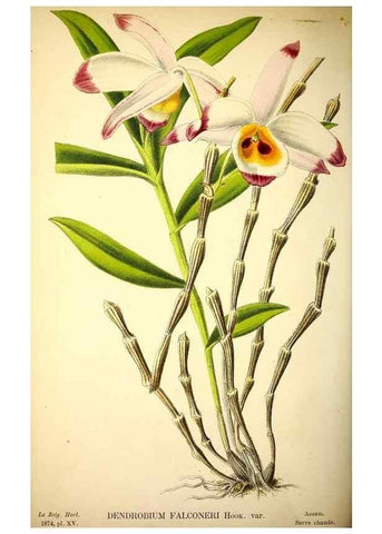 Reproducción/Reproduction 49158184608: Belgique horticole.. Liége.. 