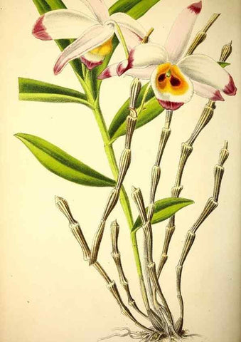 Reproducción/Reproduction 49158184608: Belgique horticole.. Liége.. 