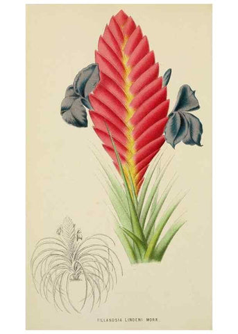 Reproducción/Reproduction 49163981443: Belgique horticole.. Liége.. 