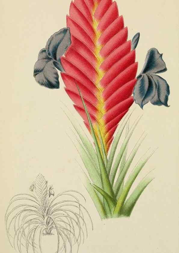 Reproducción/Reproduction 49163981443: Belgique horticole.. Liége.. 