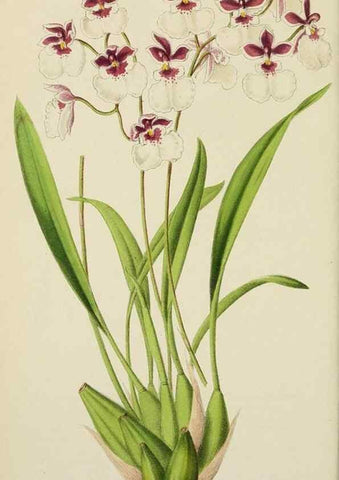 Reproducción/Reproduction 49163981998: Belgique horticole.. Liége.. 