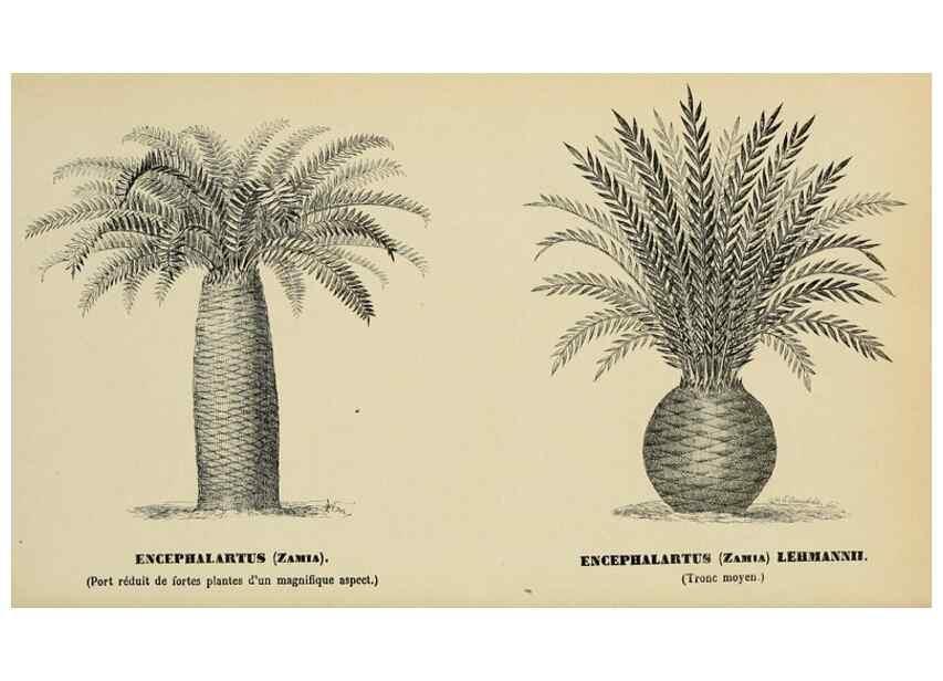 Reproducción/Reproduction 49164699417: Belgique horticole.. Liége.. 