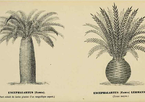 Reproducción/Reproduction 49164699417: Belgique horticole.. Liége.. 