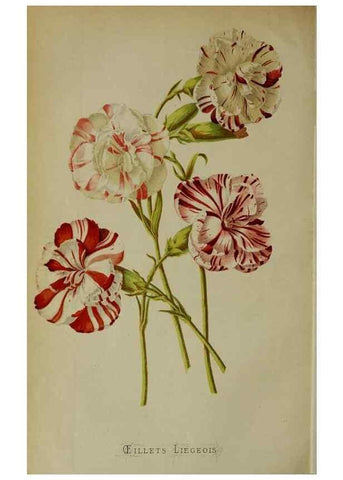 Reproducción/Reproduction 49164930017: Belgique horticole.. Liége.. 