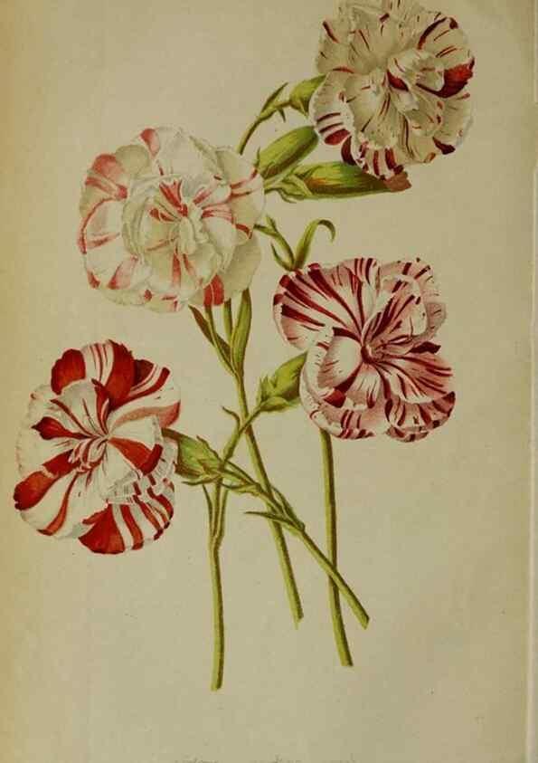 Reproducción/Reproduction 49164930017: Belgique horticole.. Liége.. 