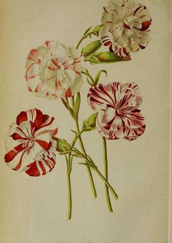 Reproducción/Reproduction 49164930017: Belgique horticole.. Liége.. 
