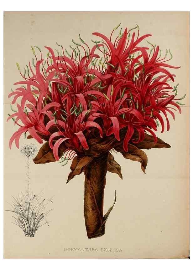 Reproducción/Reproduction 49164930362: Belgique horticole.. Liége.. 