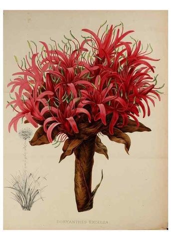 Reproducción/Reproduction 49164930362: Belgique horticole.. Liége.. 