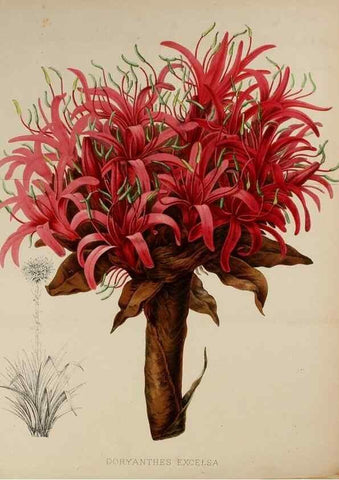 Reproducción/Reproduction 49164930362: Belgique horticole.. Liége.. 