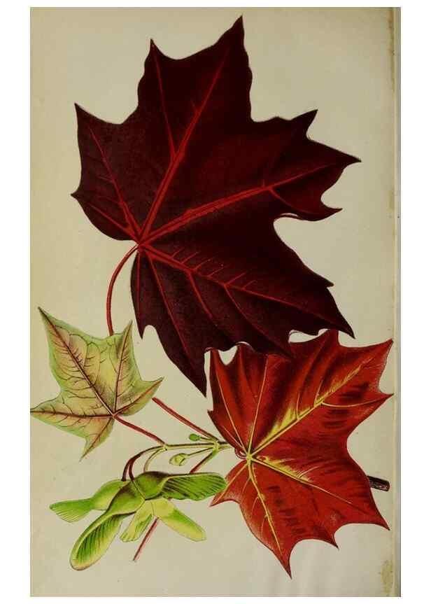 Reproducción/Reproduction 49164930702: Belgique horticole.. Liége.. 
