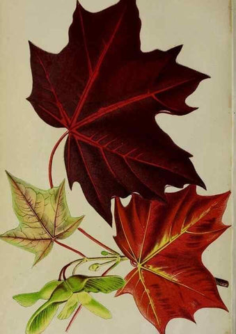Reproducción/Reproduction 49164930702: Belgique horticole.. Liége.. 