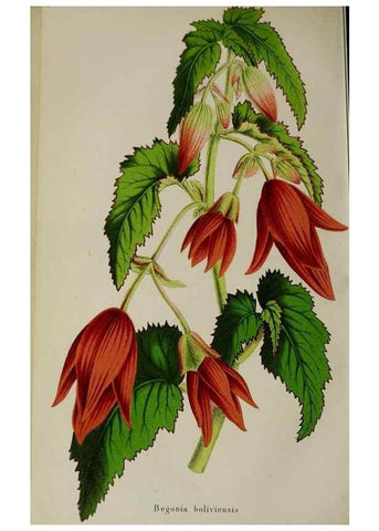 Reproducción/Reproduction 49164695221: Belgique horticole.. Liége.. 