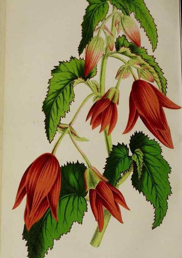Reproducción/Reproduction 49164695221: Belgique horticole.. Liége.. 