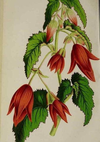 Reproducción/Reproduction 49164695221: Belgique horticole.. Liége.. 