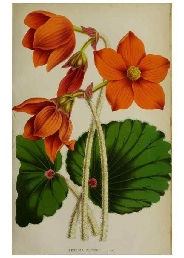 Reproducción/Reproduction 49164215573: Belgique horticole.. Liége.. 