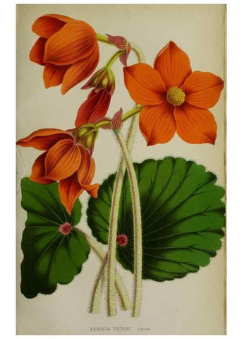 Reproducción/Reproduction 49164215573: Belgique horticole.. Liége.. 