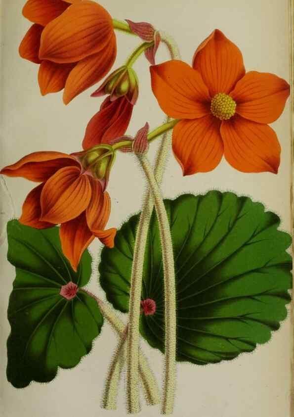 Reproducción/Reproduction 49164215573: Belgique horticole.. Liége.. 