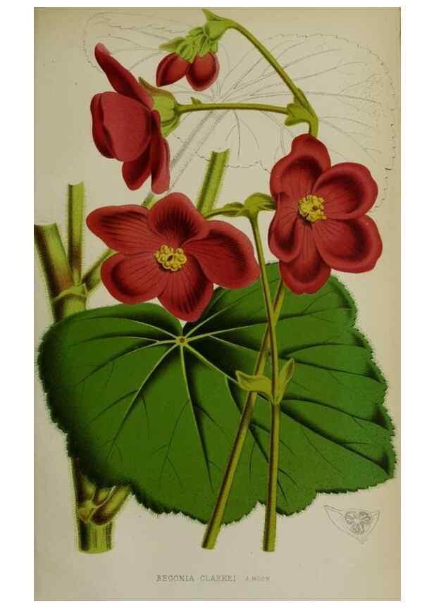 Reproducción/Reproduction 49164695881: Belgique horticole.. Liége.. 