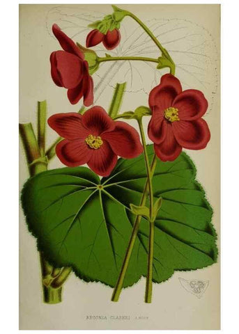Reproducción/Reproduction 49164695881: Belgique horticole.. Liége.. 