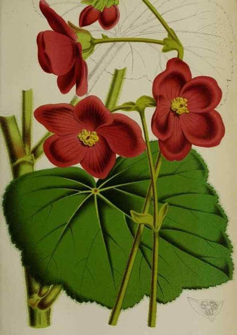 Reproducción/Reproduction 49164695881: Belgique horticole.. Liége.. 