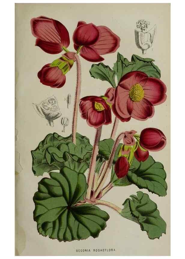 Reproducción/Reproduction 49164696226: Belgique horticole.. Liége.. 