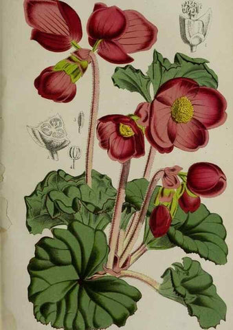 Reproducción/Reproduction 49164696226: Belgique horticole.. Liége.. 