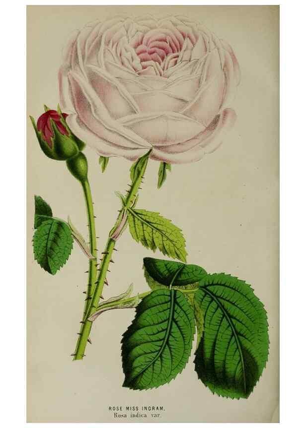 Reproducción/Reproduction 49164696961: Belgique horticole.. Liége.. 