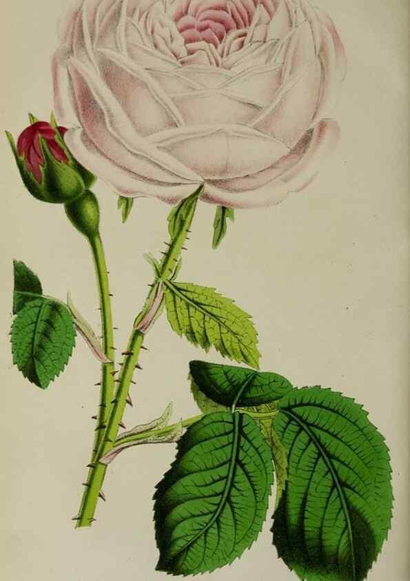 Reproducción/Reproduction 49164696961: Belgique horticole.. Liége.. 
