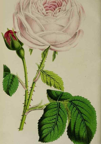 Reproducción/Reproduction 49164696961: Belgique horticole.. Liége.. 