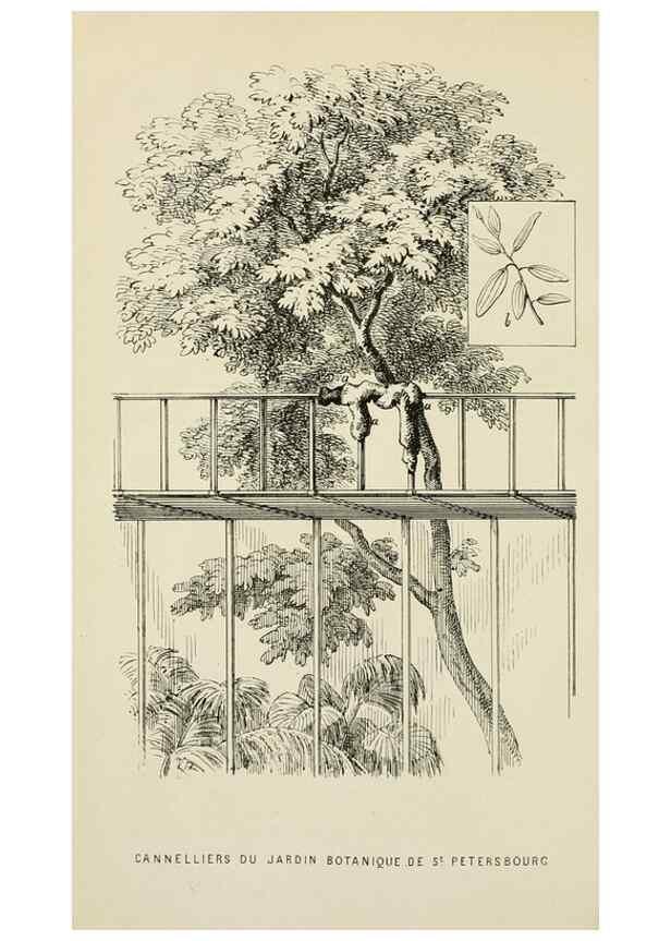 Reproducción/Reproduction 49164697387: Belgique horticole.. Liége.. 