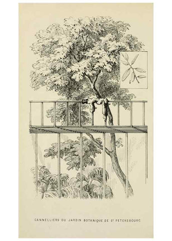 Reproducción/Reproduction 49164697387: Belgique horticole.. Liége.. 