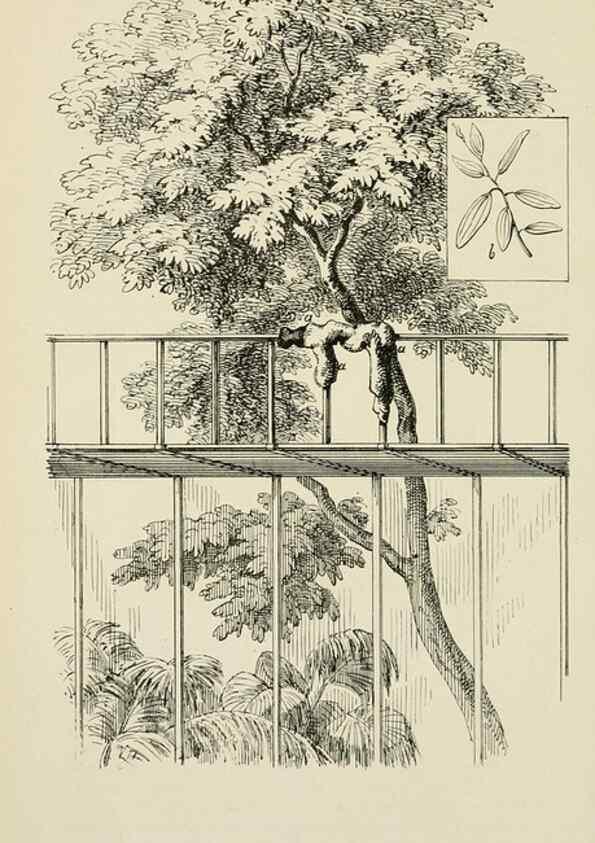 Reproducción/Reproduction 49164697387: Belgique horticole.. Liége.. 