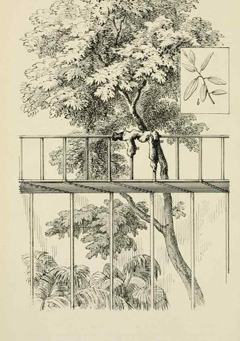 Reproducción/Reproduction 49164697387: Belgique horticole.. Liége.. 
