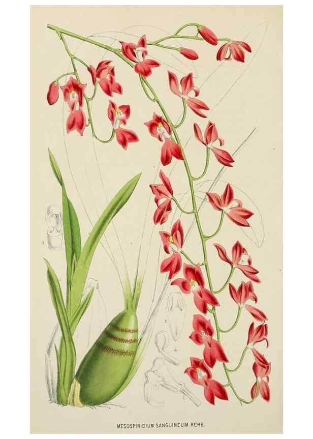 Reproducción/Reproduction 49164696222: Belgique horticole.. Liége.. 