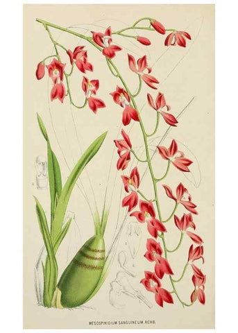 Reproducción/Reproduction 49164696222: Belgique horticole.. Liége.. 