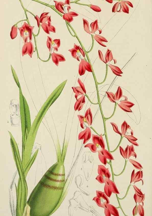 Reproducción/Reproduction 49164696222: Belgique horticole.. Liége.. 