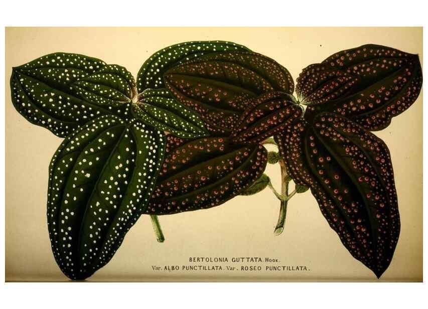 Reproducción/Reproduction 49164383582: Belgique horticole.. Liége.. 