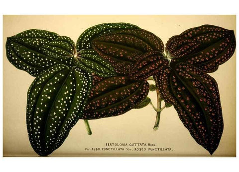 Reproducción/Reproduction 49164383582: Belgique horticole.. Liége.. 