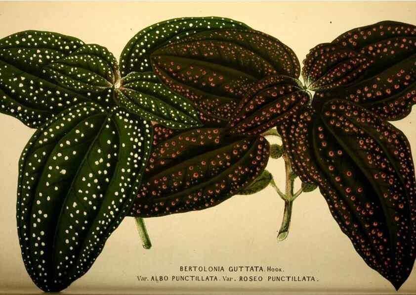 Reproducción/Reproduction 49164383582: Belgique horticole.. Liége.. 