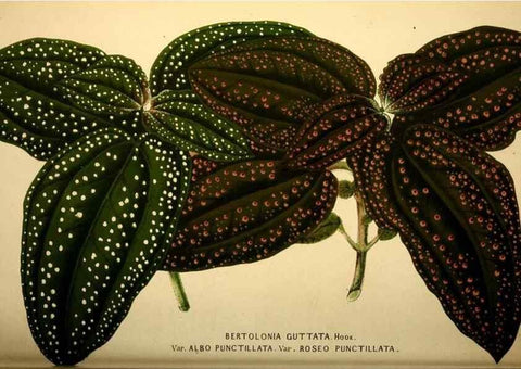 Reproducción/Reproduction 49164383582: Belgique horticole.. Liége.. 