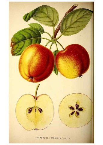 Reproducción/Reproduction 49164150756: Belgique horticole.. Liége.. 