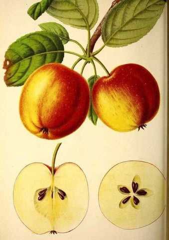 Reproducción/Reproduction 49164150756: Belgique horticole.. Liége.. 