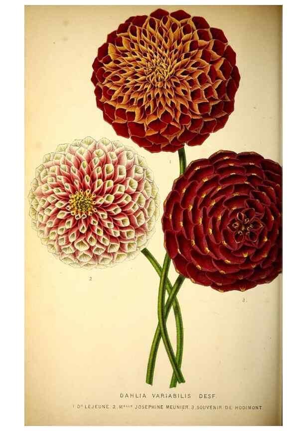Reproducción/Reproduction 49163668023: Belgique horticole.. Liége.. 