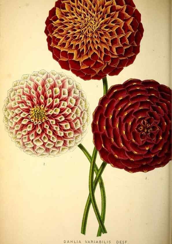 Reproducción/Reproduction 49163668023: Belgique horticole.. Liége.. 
