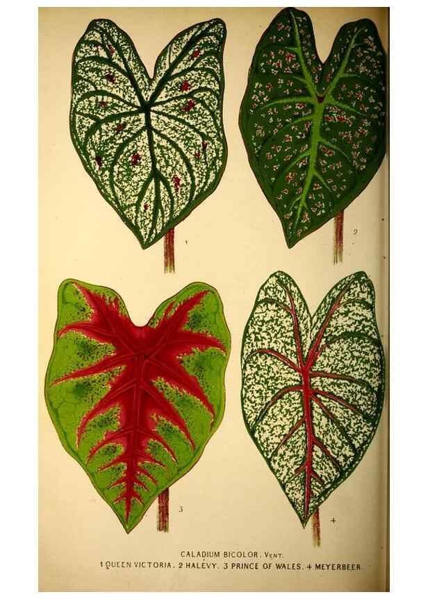 Reproducción/Reproduction 49164384912: Belgique horticole.. Liége.. 