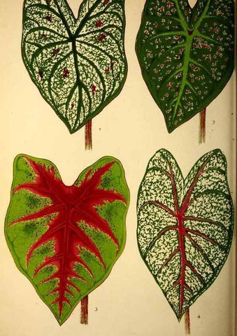 Reproducción/Reproduction 49164384912: Belgique horticole.. Liége.. 