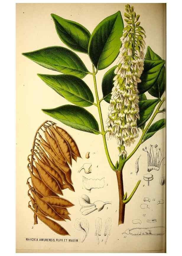 Reproducción/Reproduction 49163668703: Belgique horticole.. Liége.. 